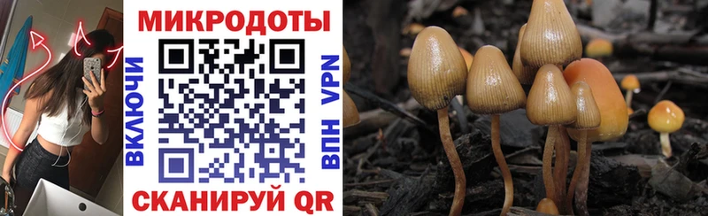 дарнет шоп  Аргун  Галлюциногенные грибы GOLDEN TEACHER 